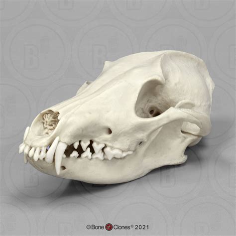 Maned Wolf Skull - Bone Clones - Osteological Reproductions