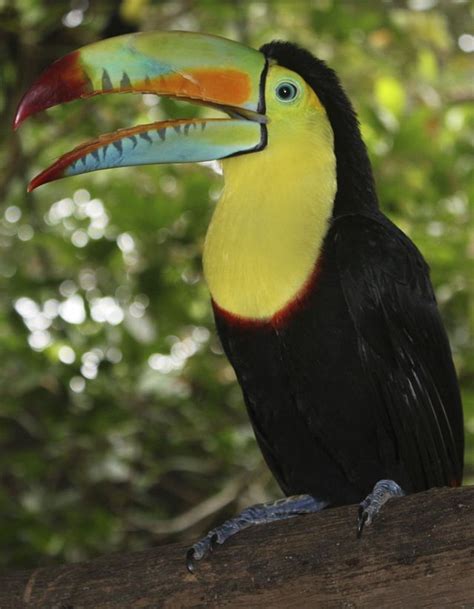 The Keel-Billed Toucan, the National Bird of Belize