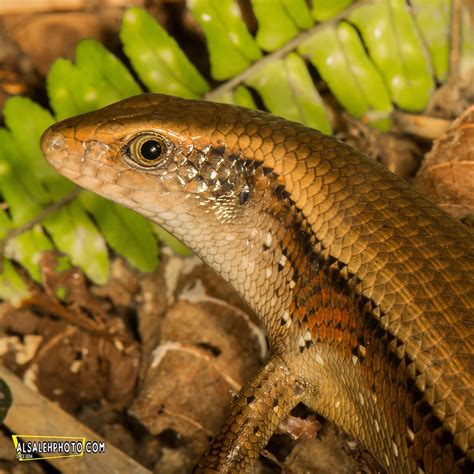 Sun skink. | Common name: Sun skink. Scientific name: Eutrop… | Flickr