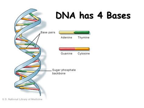 [DIAGRAM] Diagrams Dna Bases - MYDIAGRAM.ONLINE