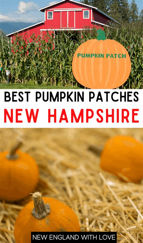 13 Best Pumpkin Patches in New Hampshire (2024) | New England With Love