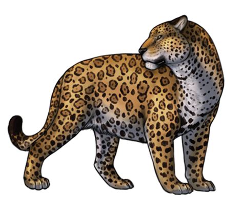 Jaguar Clipart White Background Jaguar White Background Transparent ...