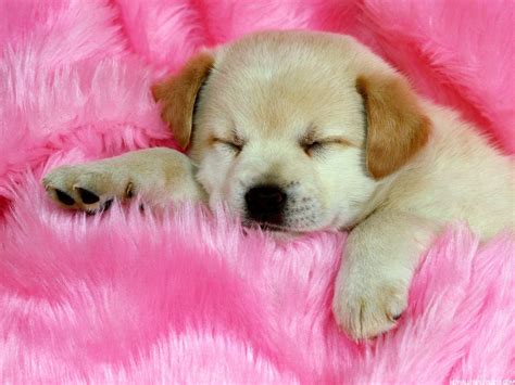 Cute Dogs Wallpapers | High Definition Wallpapers, High Definition ...