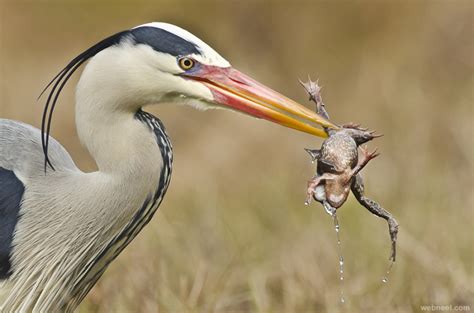 25 Most Beautiful Bird Photography examples and Tips for photographers