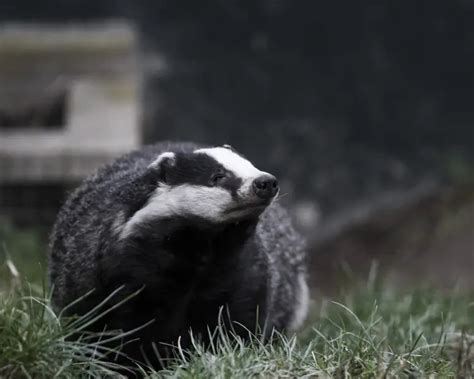 European Badger - Facts, Diet, Habitat & Pictures on Animalia.bio