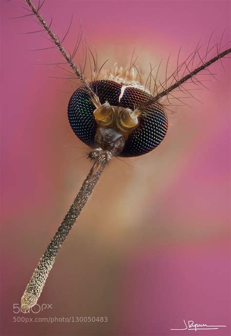 Culex pipiens by quenoteam | Animales insectos, Animales, Dibujos de animales