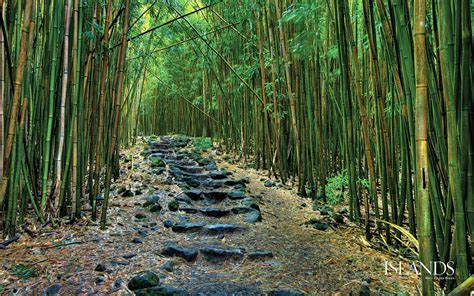 Fenomena Pemandangan Hutan yang Menakjubkan ~ Suka Berpetualang