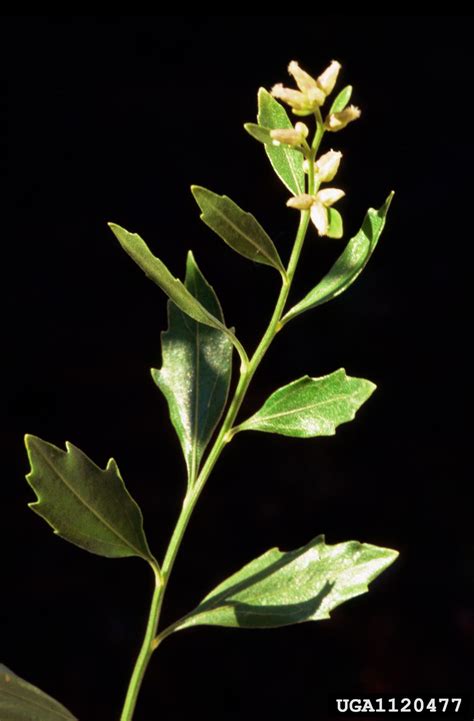 eastern baccharis (Baccharis halimifolia)
