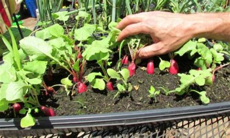 Growing Radish In Containers Information | Agri Farming