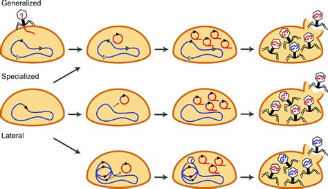 Transduction in Bacteria - Javatpoint