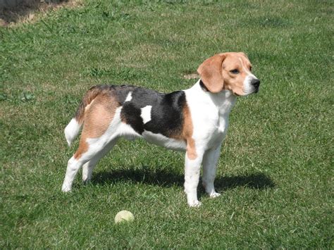 What Is The Ideal Weight For A Beagle