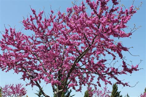 Redbud Tree Oklahoma State · Free photo on Pixabay