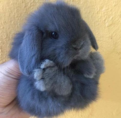 Królik karzełek baranek niebieski mini lop in 2020 | Fluffy animals, Cute little animals, Baby ...