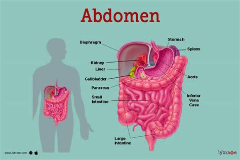 Abdomen (Human Anatomy) - Image, Definition, Function, Diseases and More