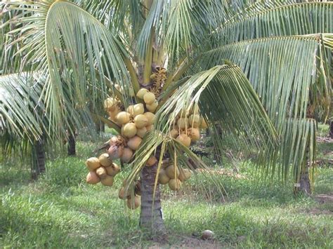 Dwarf coconut - Alchetron, The Free Social Encyclopedia