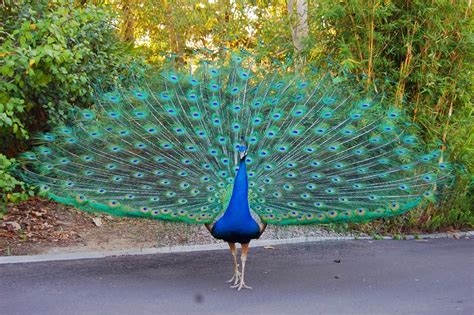 Indian National Bird Peacock Free Wallpapers - Everything 4u