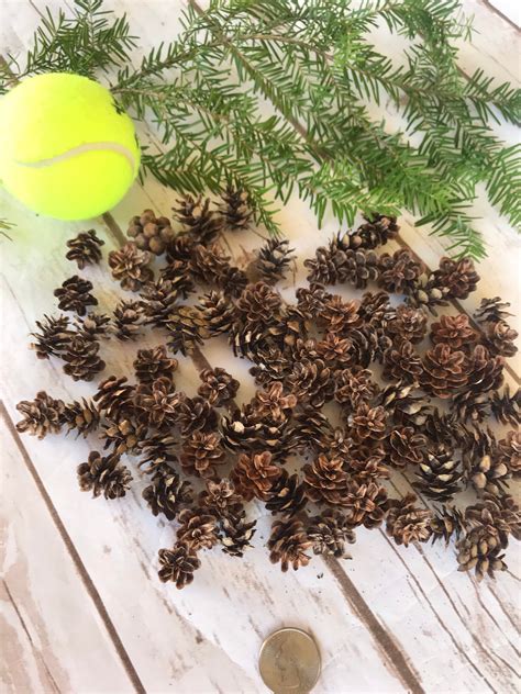 Mini Pinecons, 50 Mini Cones, Christmas Decor, Rustic Wedding, Supplies, Rustic Decor, Diy ...