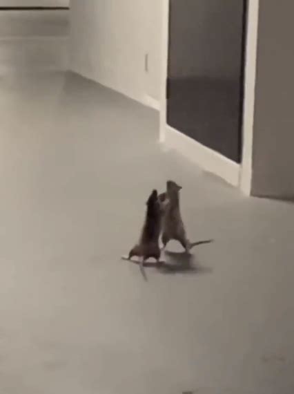 Video: This Intense Fight Between Two Rats Are Putting MMA Fighters To Shame - WORLD OF BUZZ