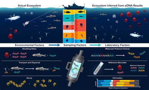 A schematic of the eDNA analysis process and the different... | Download Scientific Diagram