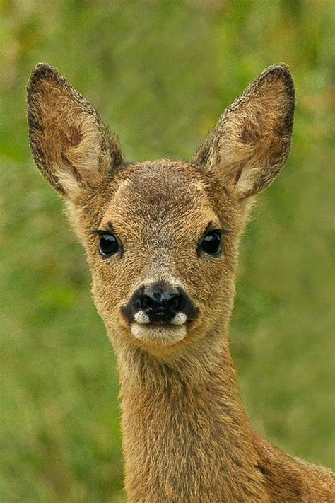 Looking closely at nature © Maurice Pugh/Roe_deer fawn