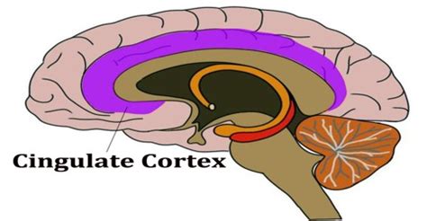 Cingulate Cortex - Assignment Point