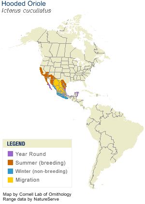 Hooded Oriole, Identification, All About Birds - Cornell Lab of Ornithology