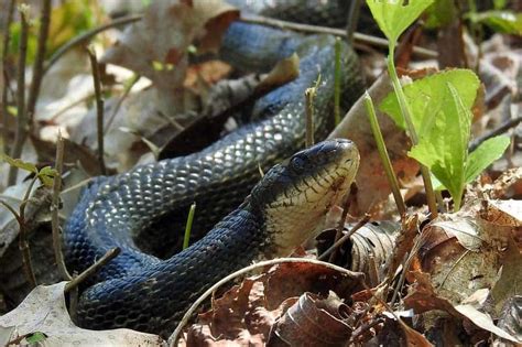 5 Kinds of Rat Snakes in Georgia (Pictures & Facts) - Reptile Jam