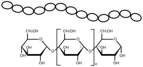 Starch Structure Amylose And Amylopectin