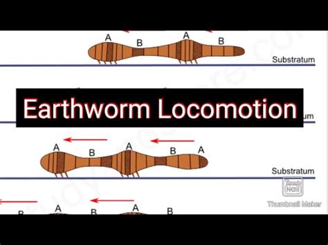 Earthworm locomotion - YouTube