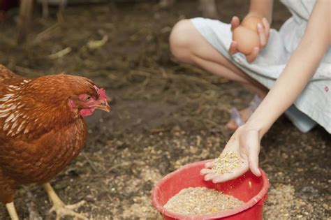 How and What to Feed Your Chickens - Feeding Hens