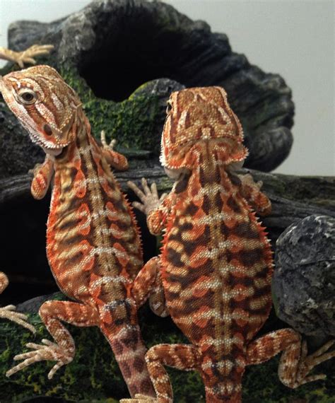 20+ Different Types of Bearded Dragons with Colors, Species and ...