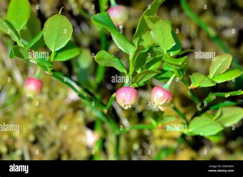 Blueberry flowers (Vaccinium myrtillus), plant that grows in forests ...