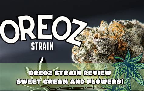 Oreo Cookies Strain: A Flavorful Adventure with Smooth Smoke and Relaxing Effects