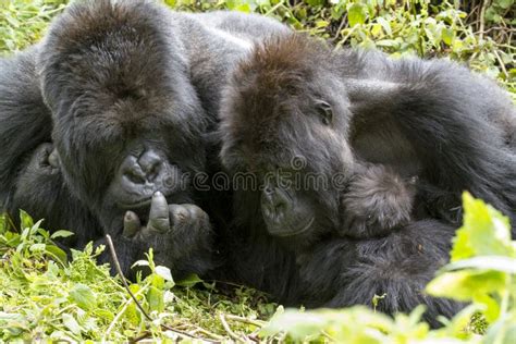 Gorilla family stock image. Image of rain, forest, rare - 47769795