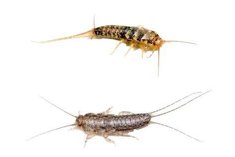 Differences Between Silverfish, Firebrats, & Earwigs