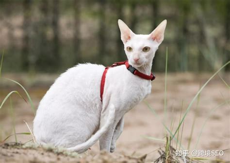 10种最聪明的猫品种,你家有养吗？ - 知乎