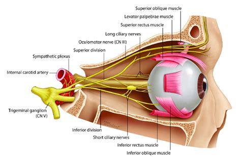 Ciliary Ganglion: Anatomy, Function, And Treatment, 59% OFF