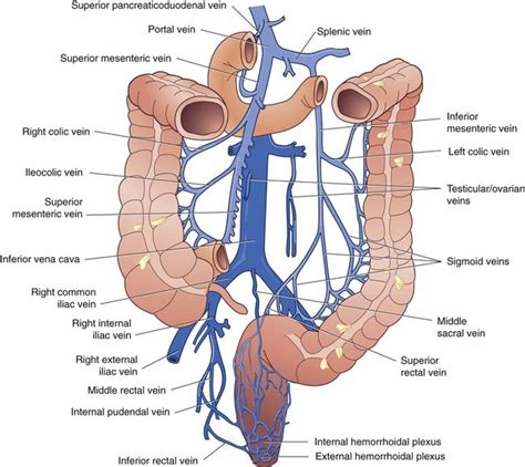 Colon and Rectum | Thoracic Key