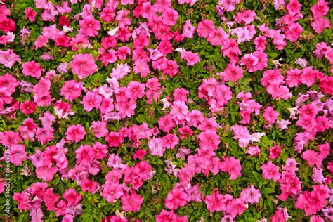 petunia, bird's-eye view, pink flowers image Stock Photo | Adobe Stock