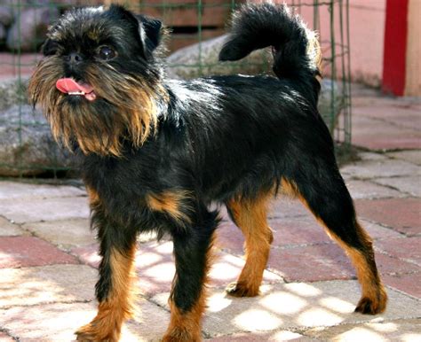 Brussels Griffon Information - Dog Breeds at thepetowners