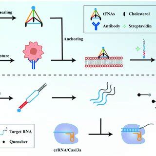 Comparison of transient and stable transfection. | Download Scientific ...