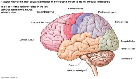 Trastornos cerebelosos | Micro Blogs