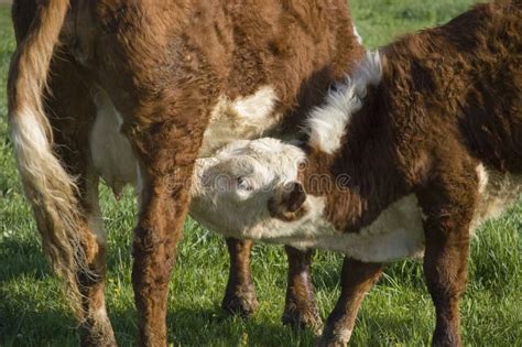 Baby Farm Cow Nursing Drinking Milk from Mama Cow Stock Image - Image ...