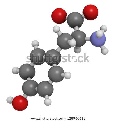 Tyrosine (Tyr, Y) Amino Acid, Molecular Model. Amino Acids Are The Building Blocks Of All ...