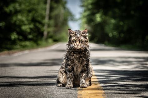 New 'Pet Sematary' trailer for Stephen King remake - Business Insider