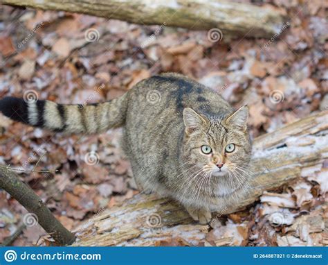 The European Wildcat (Felis Silvestris) in a Winter Natural Habitat Stock Image - Image of ...