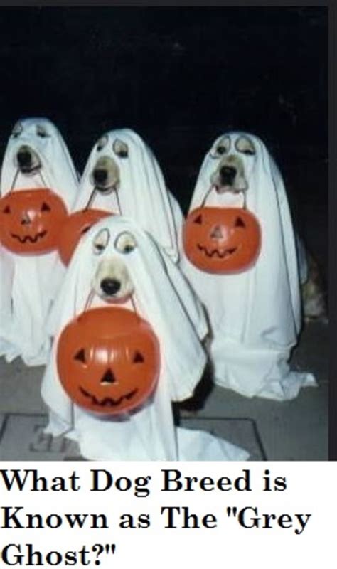 What Dog Breed is Nicknamed the Grey Ghost? - Dog Discoveries