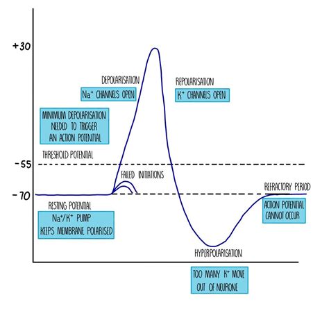 The Nervous System (A Level) — the science hive