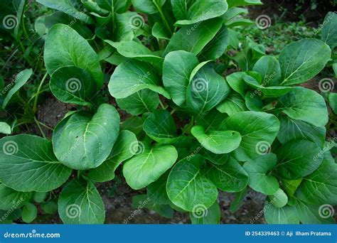 Mustard greens stock image. Image of cultivate, farmland - 254339463