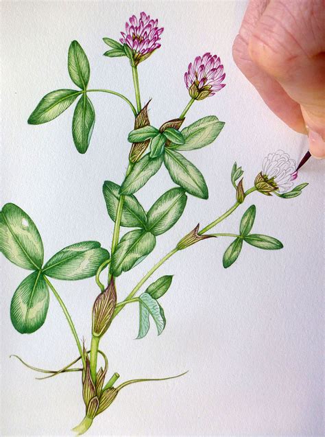 Botanical Illustration of Red Clover- step by step - Lizzie Harper